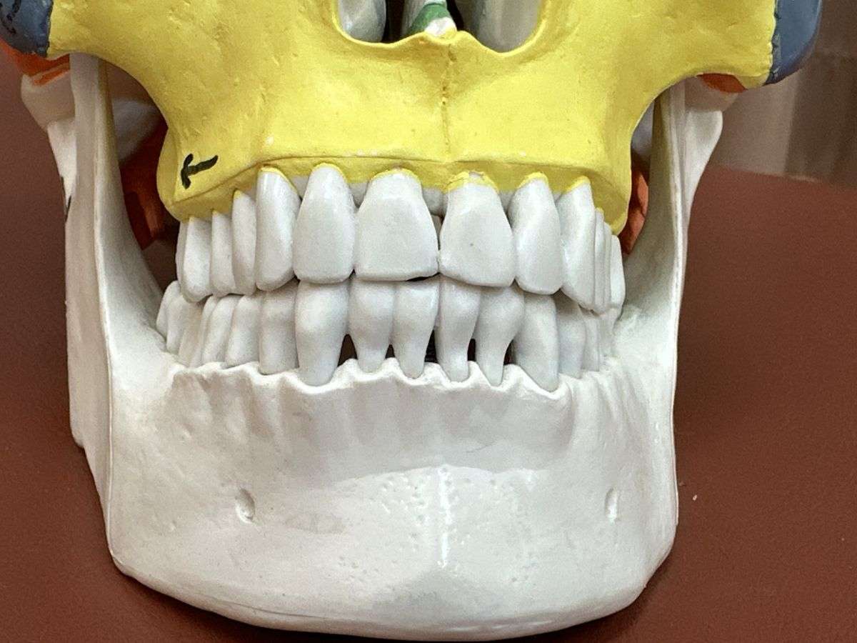 正しいかみ合わせで変わる健康と歯並び改善法！